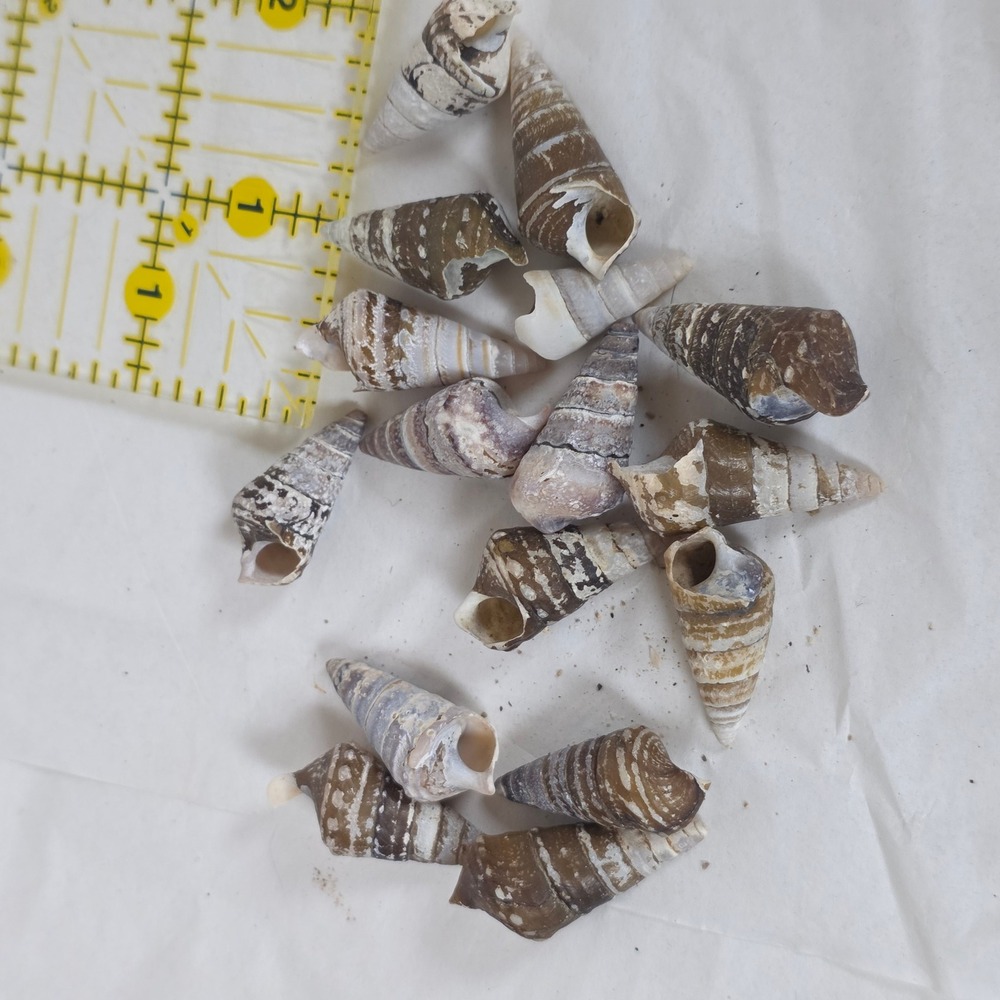 15pc Natural Brown Striped Cone Sea Shells Coastal Craft Decor 0.75-1.25 Inch